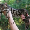 Bengal Mini Leopardo Amicat´s Filhotes Preço Comprar Vender